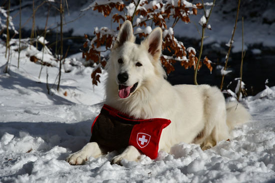 Bild von Ticket für Ihren Liebling